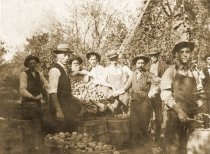 Apple Pickers, Bond farm, fall 1908
